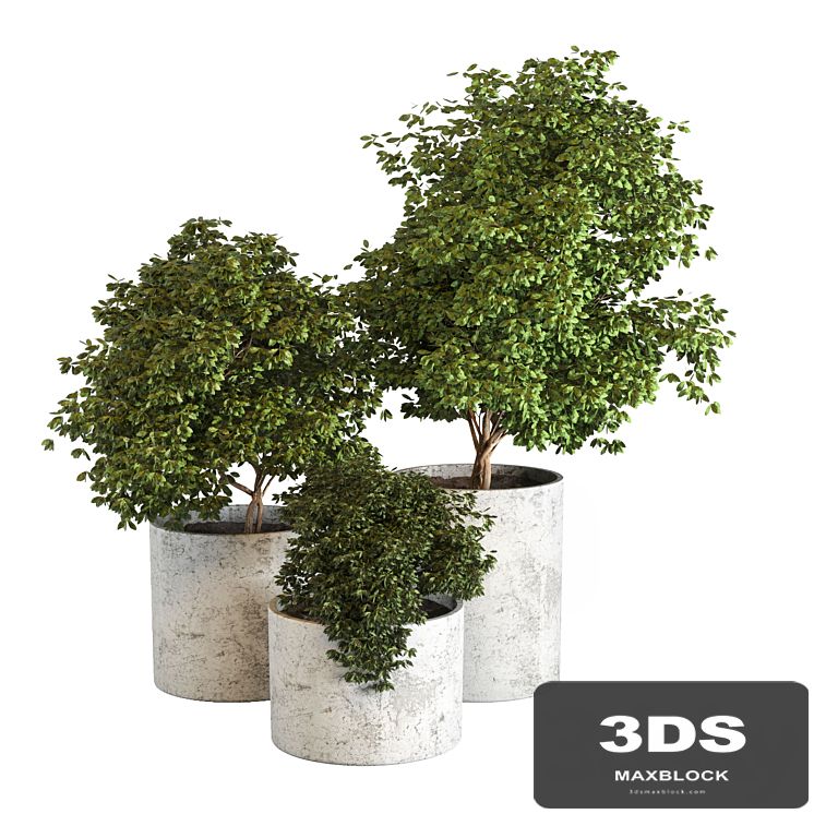 Outdoor plant 05