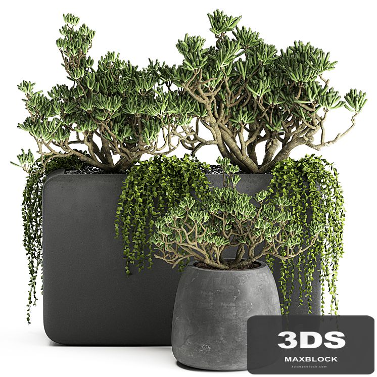 A collection of small exotic hanging succulents plants in black pots with a fat woman, Crassula. Set 811.