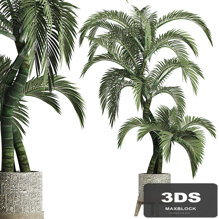 Plants Collection 162 Egyptian Palm