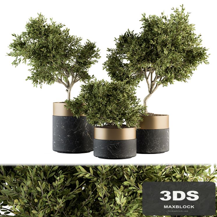indoor Plant Set 127 - Plant in Pot