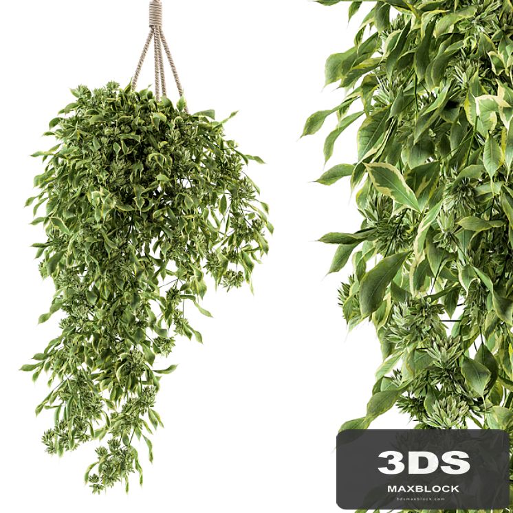 Hanging box plant - Set 154