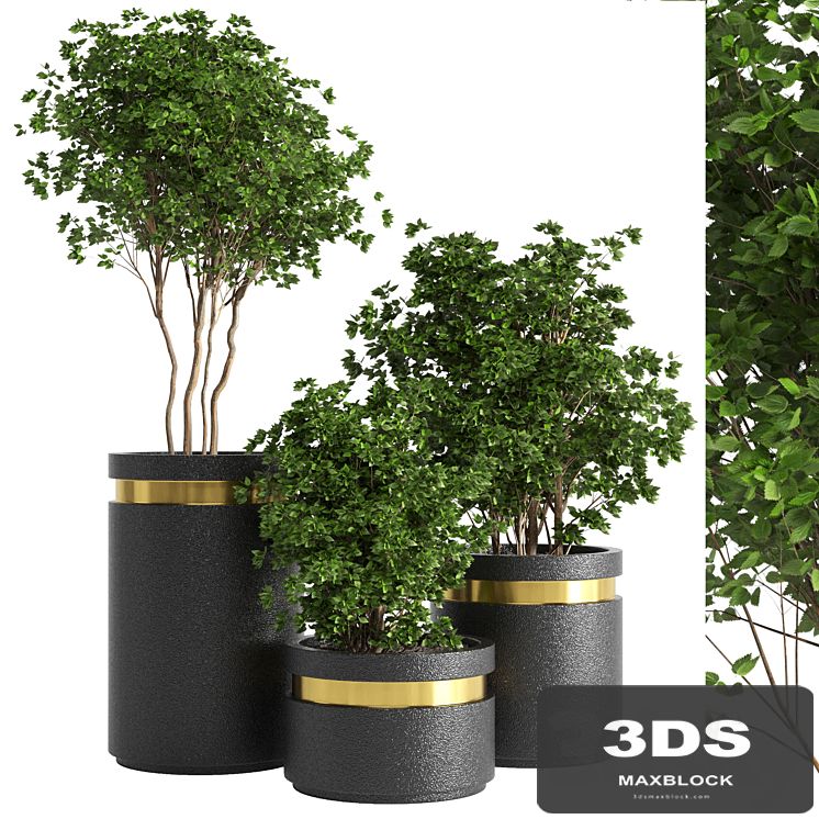 indoor plant 05