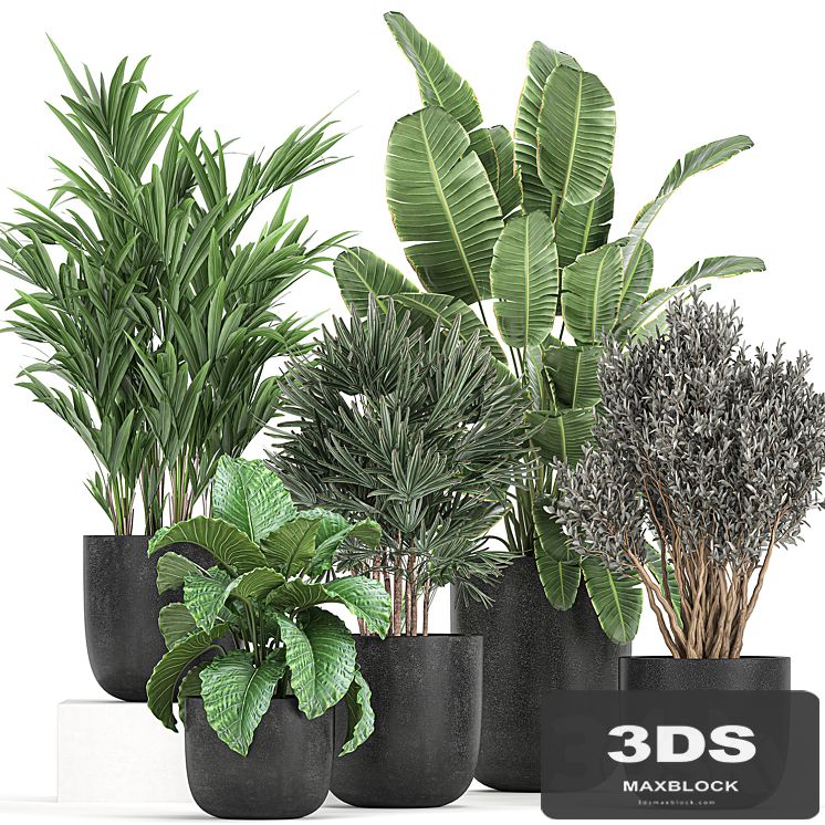 A collection of small plants and bushes Banana palm, olive, Rapeseed, Alokasia in black pots. Set 813.