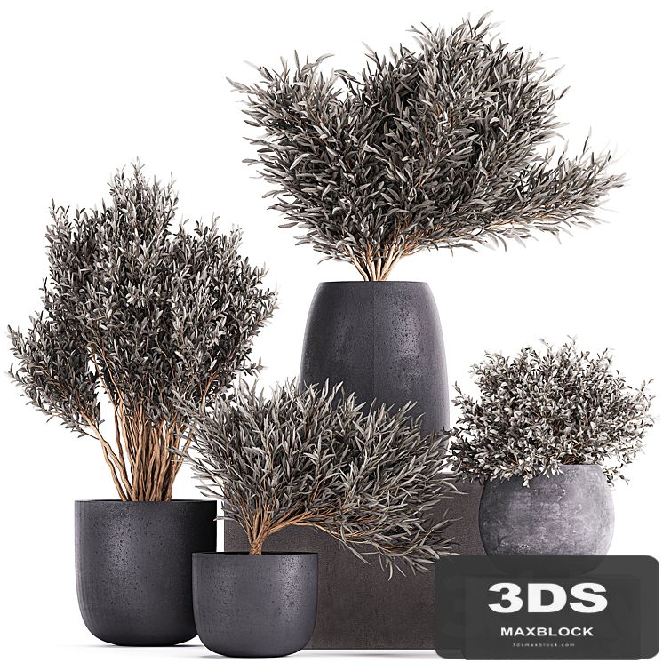 Plant collection 812. olive, outdoor flowerpot, bushes, black pot, tree, bushes, concrete