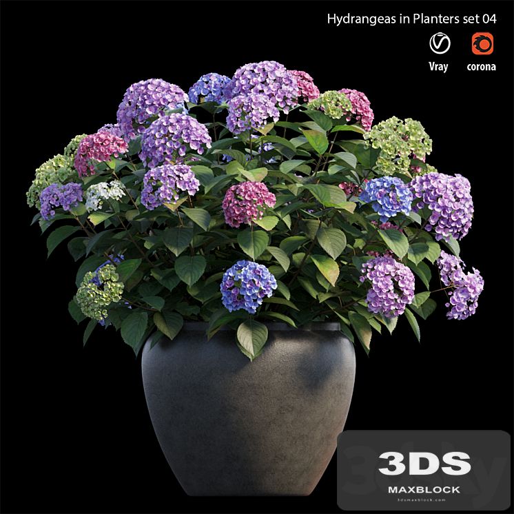 Hydrangea in planters set 04