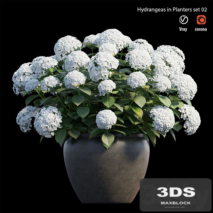 Hydrangea in planters set 02