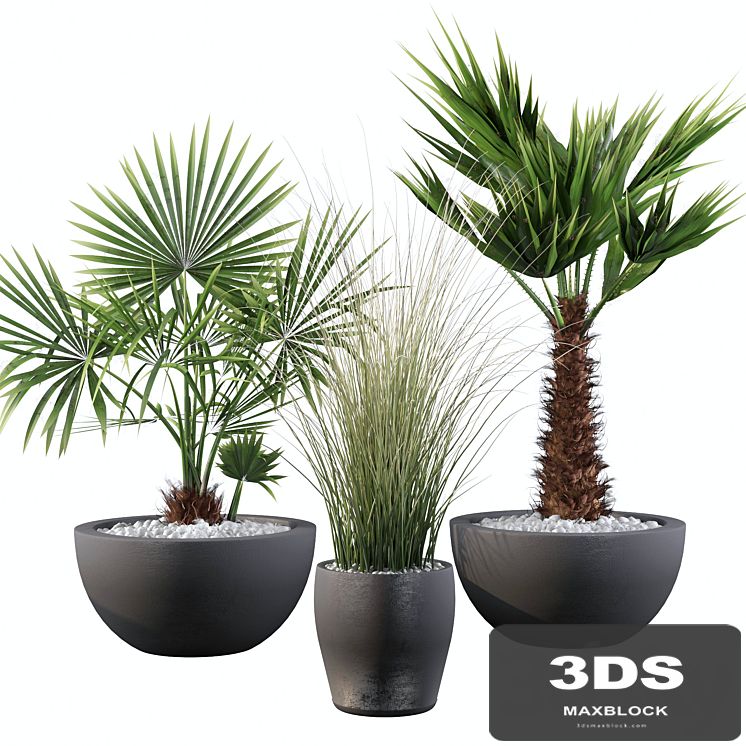 Plants collection 083