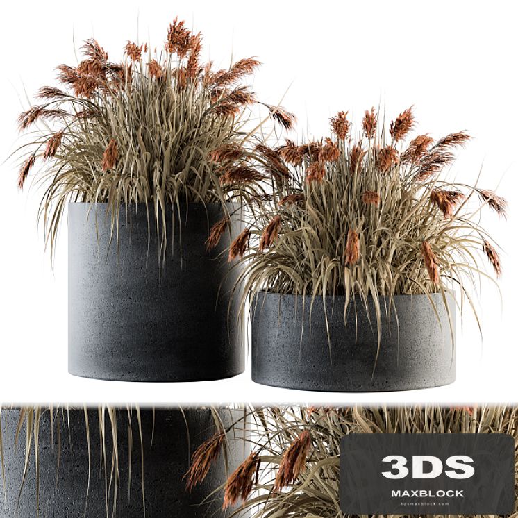 indoor Plant Set 140 - Indian Grass