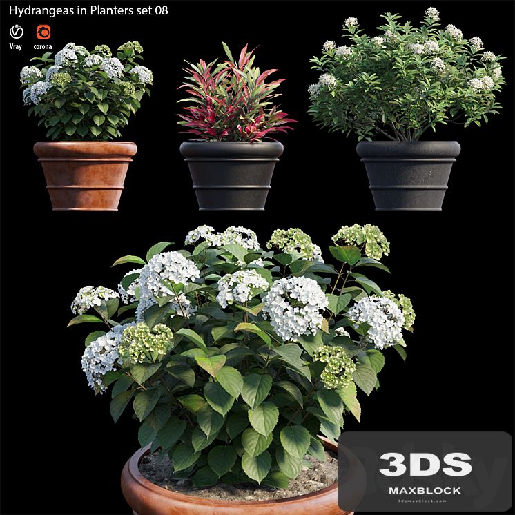 Hydrangea in planters set 08