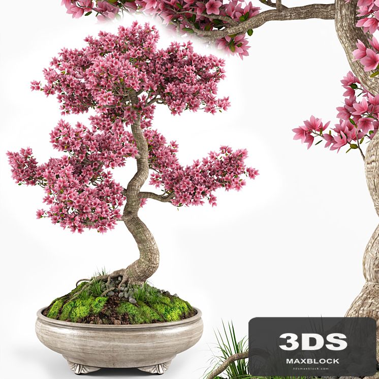 Sakura bonsai tree