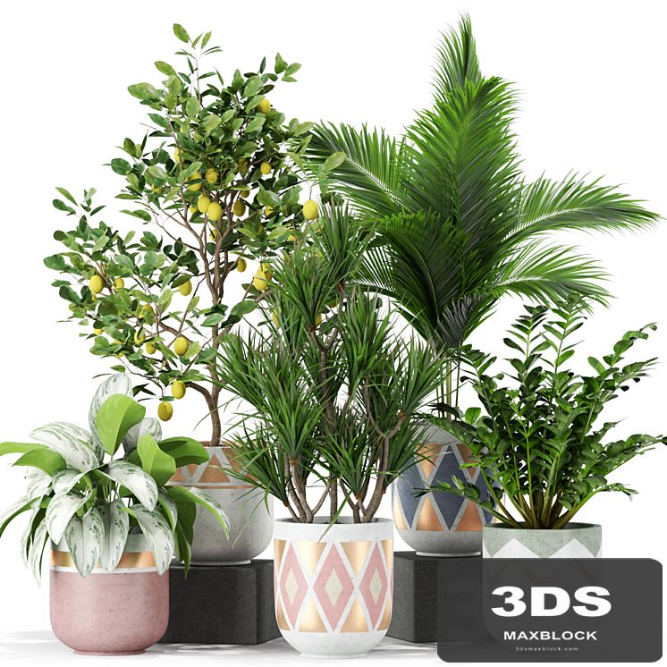 Plants collection 442