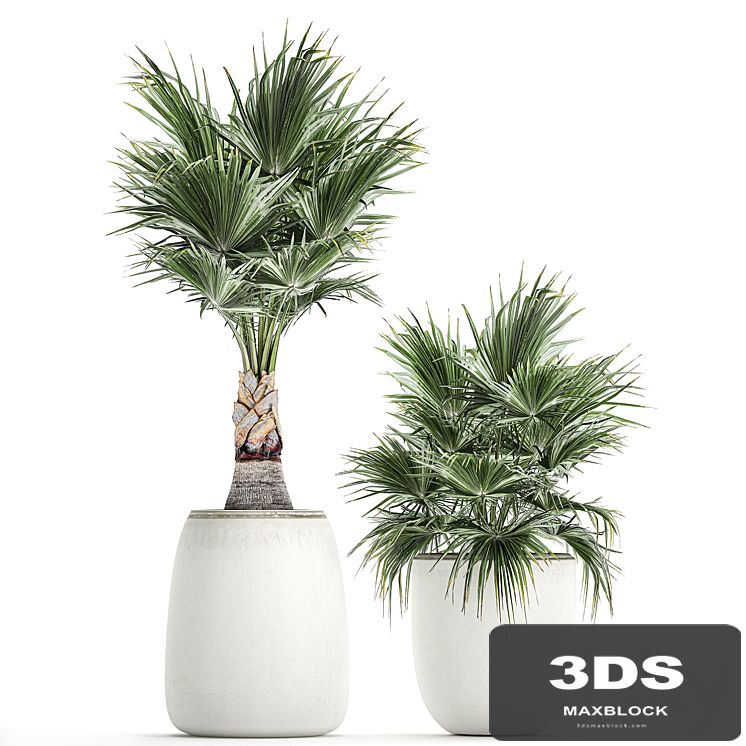 Small beautiful decorative fan palms in white pots.  Set 817.
