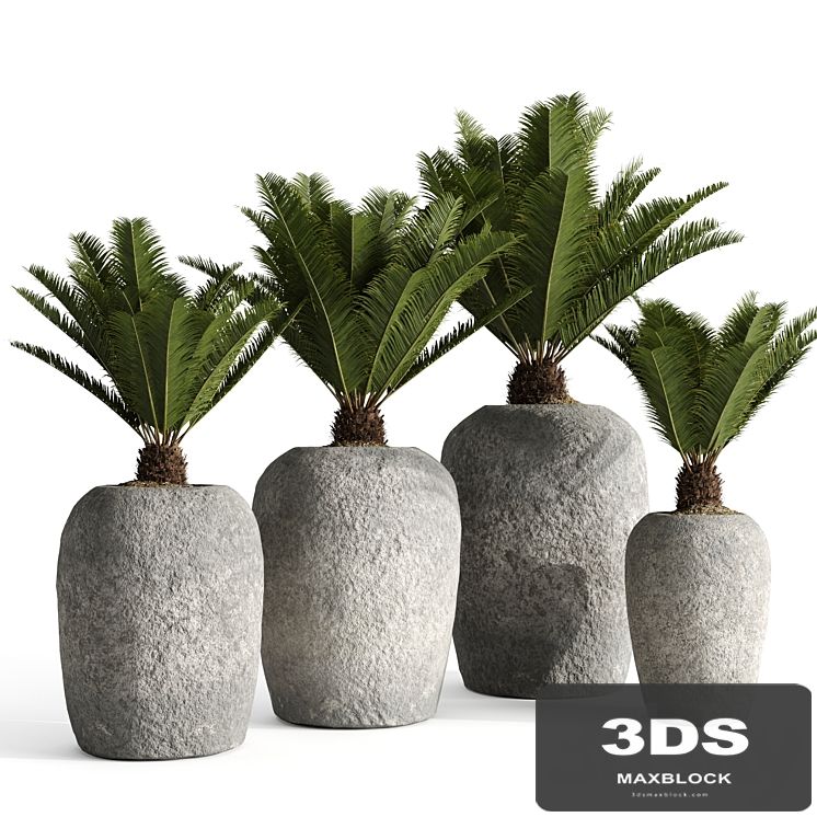 Restoration Hardware Cantera Planters With Sago Palm