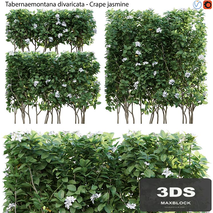 Tabernaemontana divaricata - Crape jasmine - 03