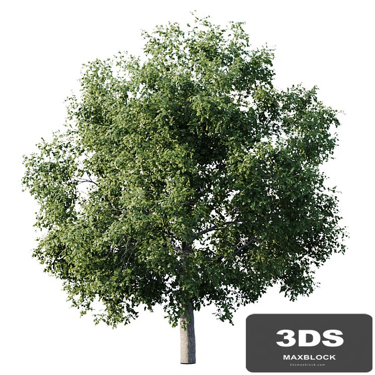 Elm 14m