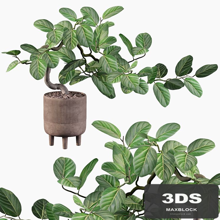 Plants collection 085 - ficus benghalensis