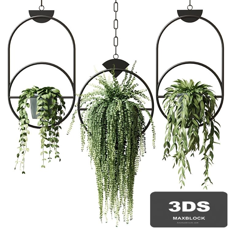 Ampel plants in hanging pots with black rings - set 15
