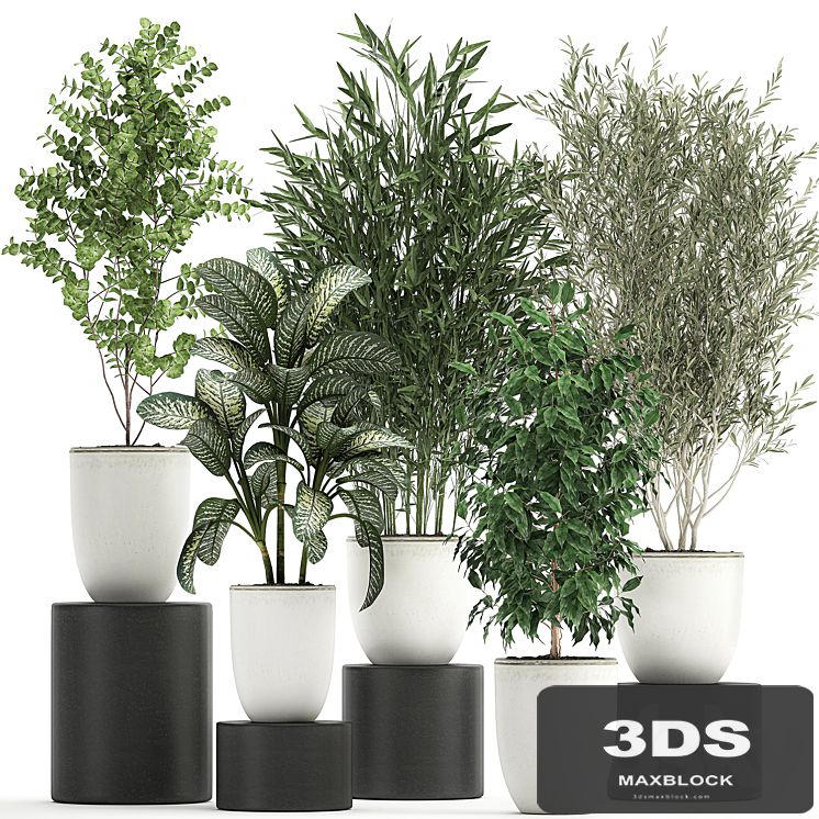 Collection of small plants and trees in white pots with Bamboo, Olive, Ficus Benjamin, Dieffenbachia. Set 819.