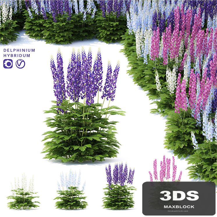 Delphinium hybrid flowers | Delphinium hybridum