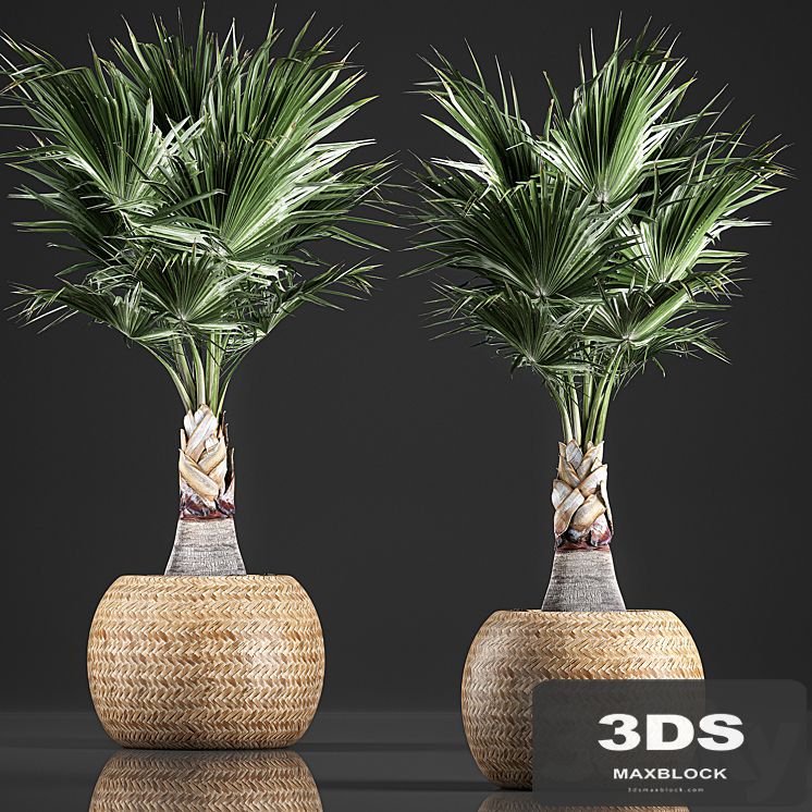 A lush bush of decorative fan palm in a flower basket Coccotrinax, fan palm.  821.