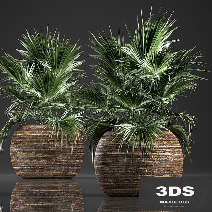 A lush bush of decorative fan palm in a Coccotrinax flower basket, a fan palm.  822.