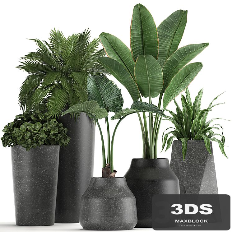 Collection of small plants in black pots with Banana palm, asplenium, alocasia. Set 825