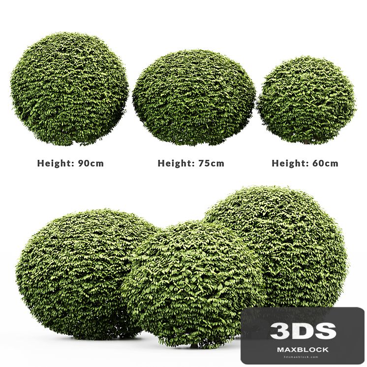 3 Dwarf Yaupon Holly - Spherical Plant