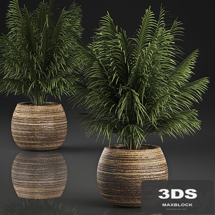 Beautiful decorative small lush bush palm tree in a basket. 827.
