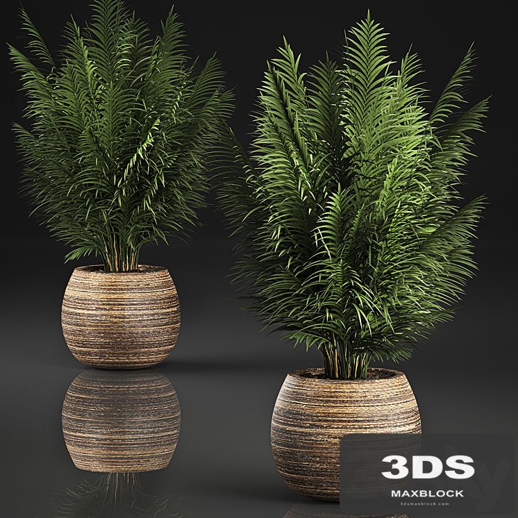 Beautiful decorative small lush bush palm tree in a basket. 828.