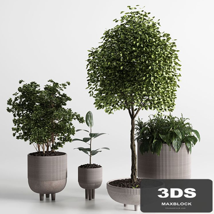 Indoor plant 12