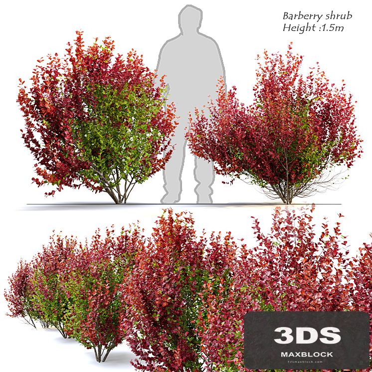 Barberry shrub