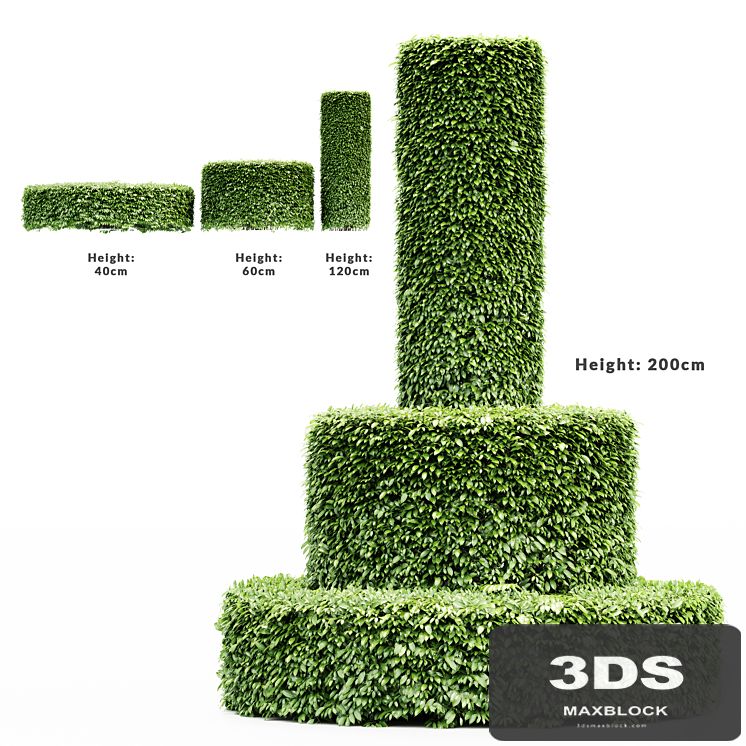 Dwarf Yaupon Holly - Cylinder plant
