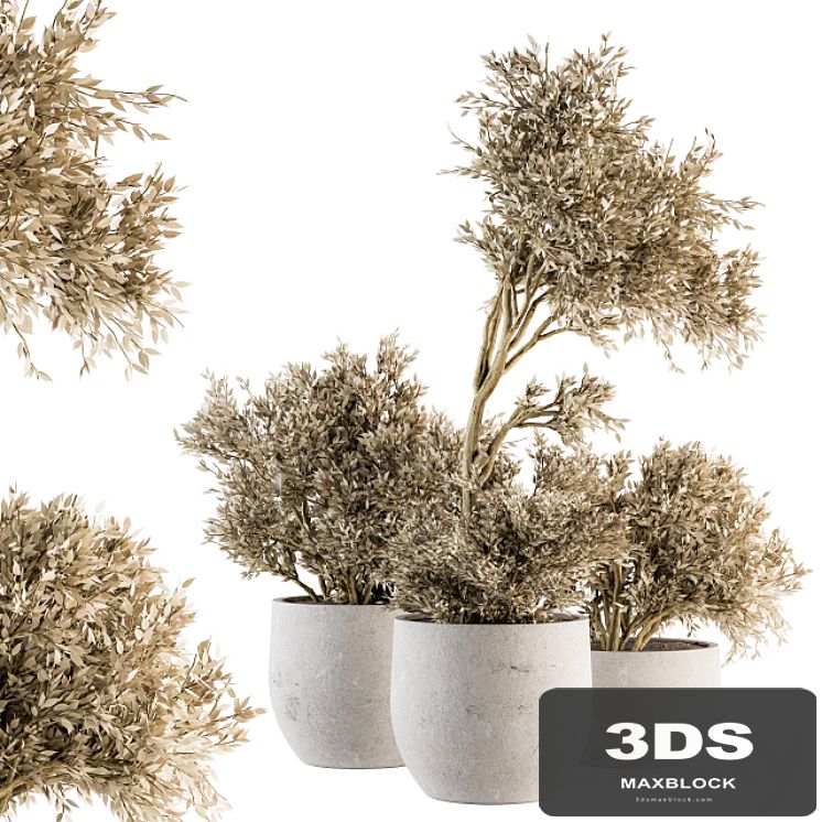 indoor Plant Set 171 - Dry Plants
