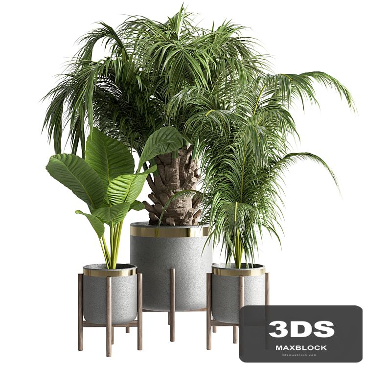 indoor plant 13