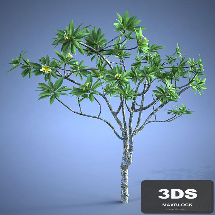 Plumeria_plant