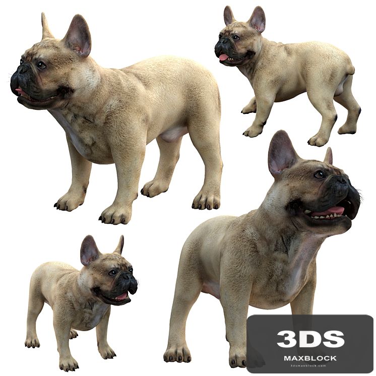 French Bulldog