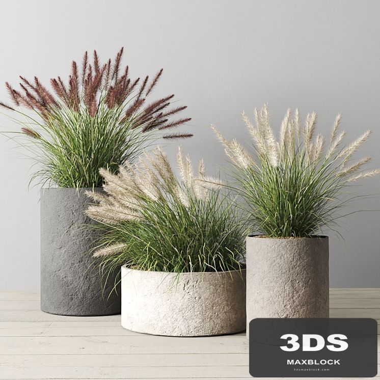 Pennisetum foxtail in concrete pots