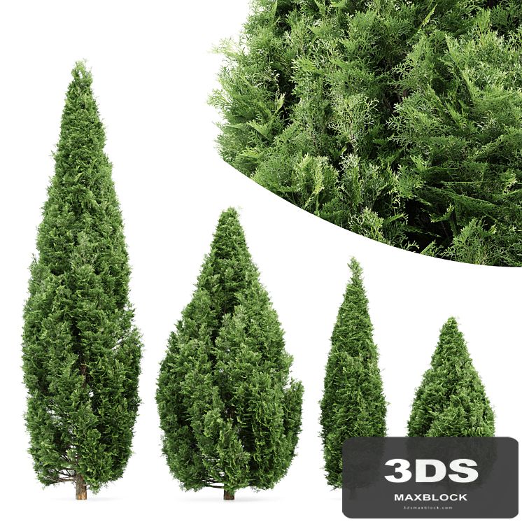 4 Rocky Mountain Juniper tree - Juniperus scopulorum