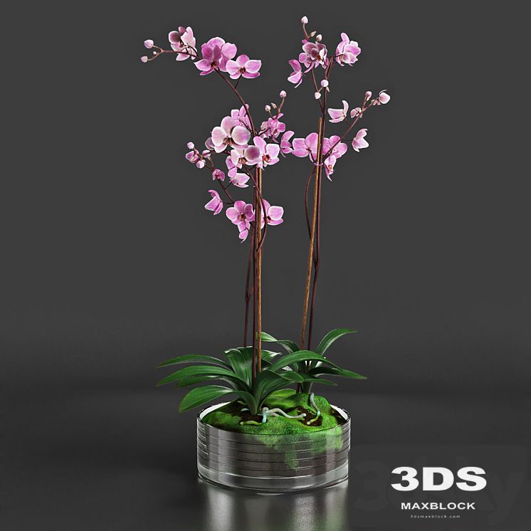 Orchid