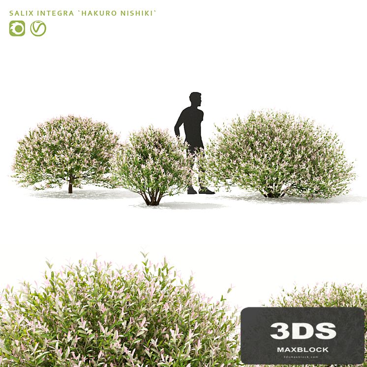 Japanese willow "Hakuro-Nishiki" bushes | Salix integra hakuro-nishiki