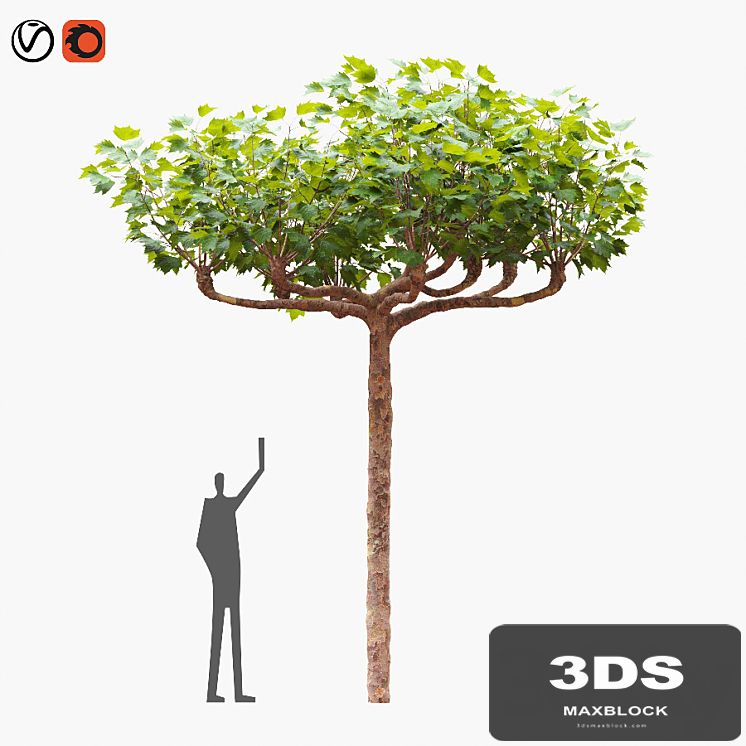 London planetree сanopy 5,11 m
