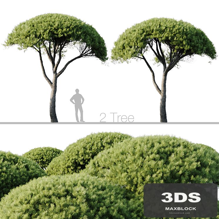 Pinus Pinea 13m and 12m