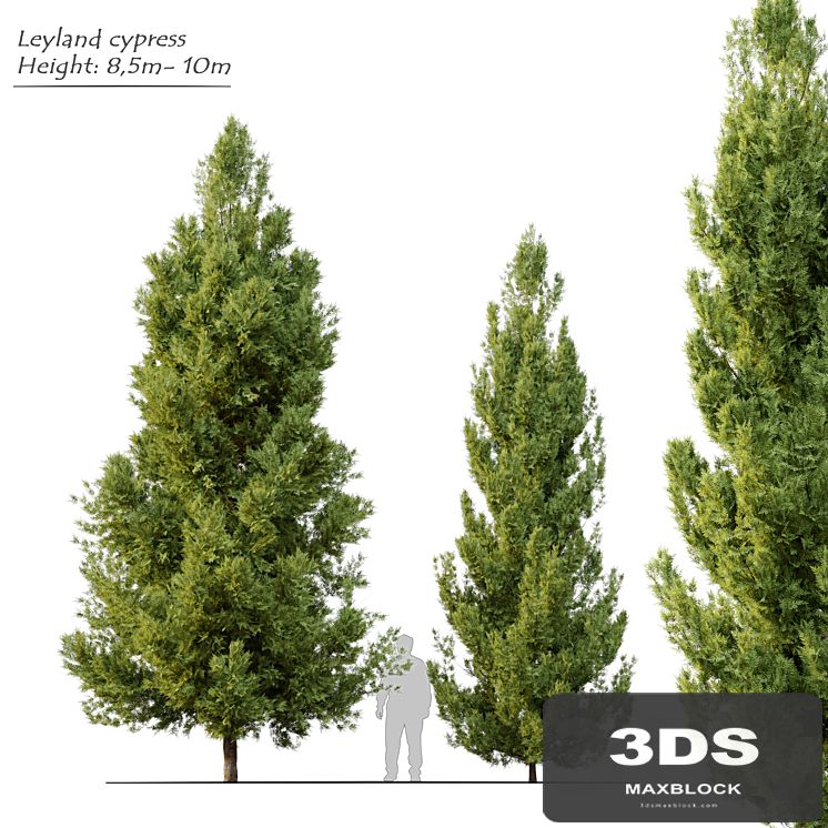 Leyland cypress