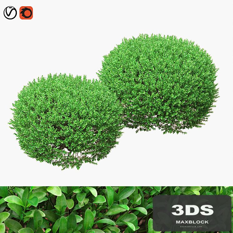Large round boxwood bushes