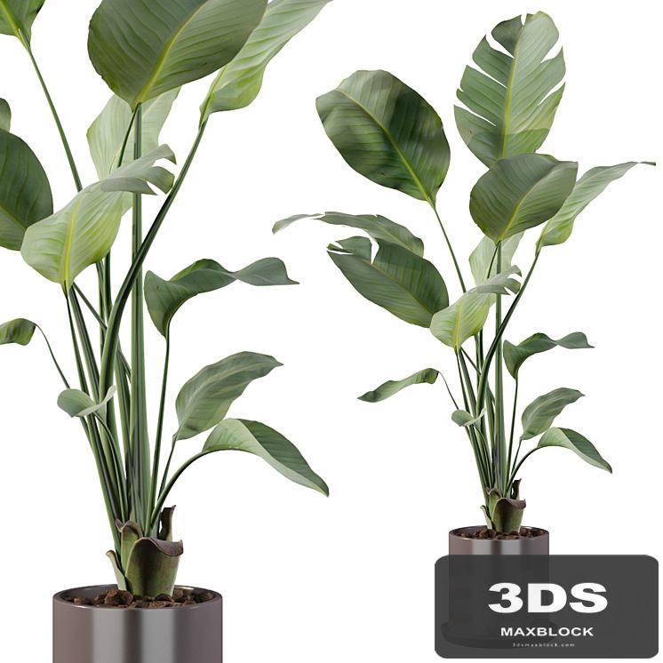 Plants collection 093 - strelitzia