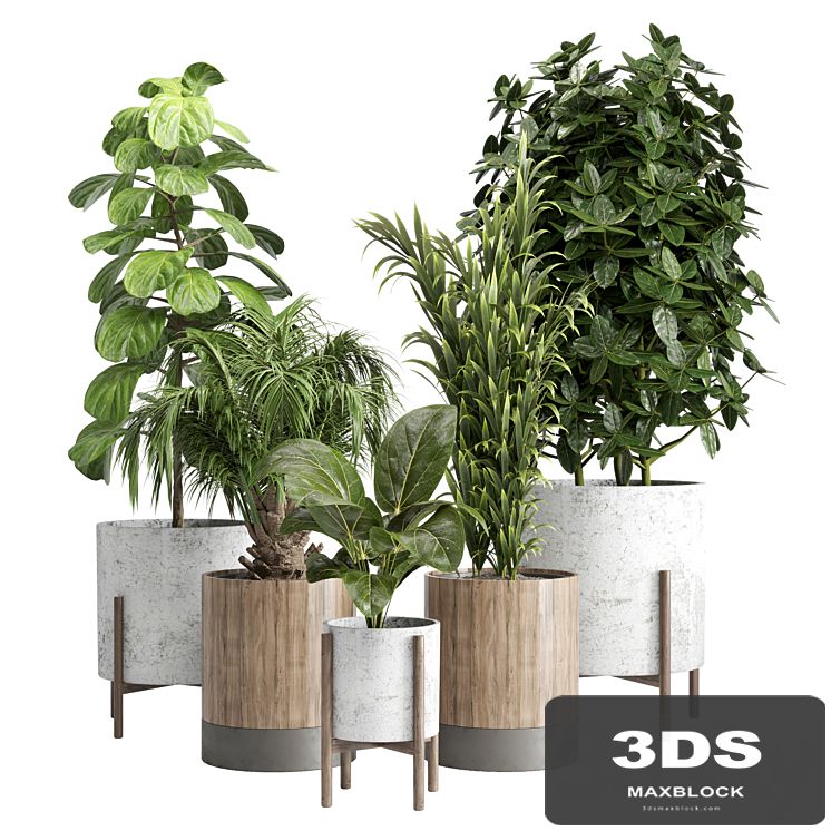 Indoor plant 20