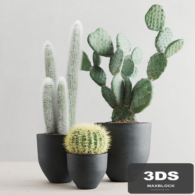 Cacti in concrete pots