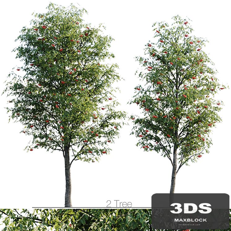 Sorbus 4.5m and 3.8m