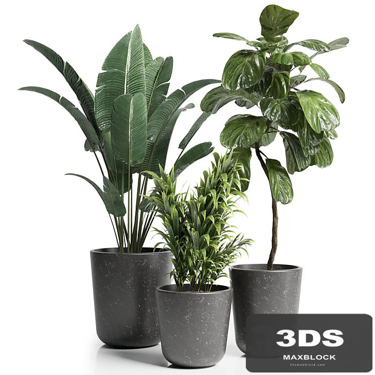 Indoor plant 21
