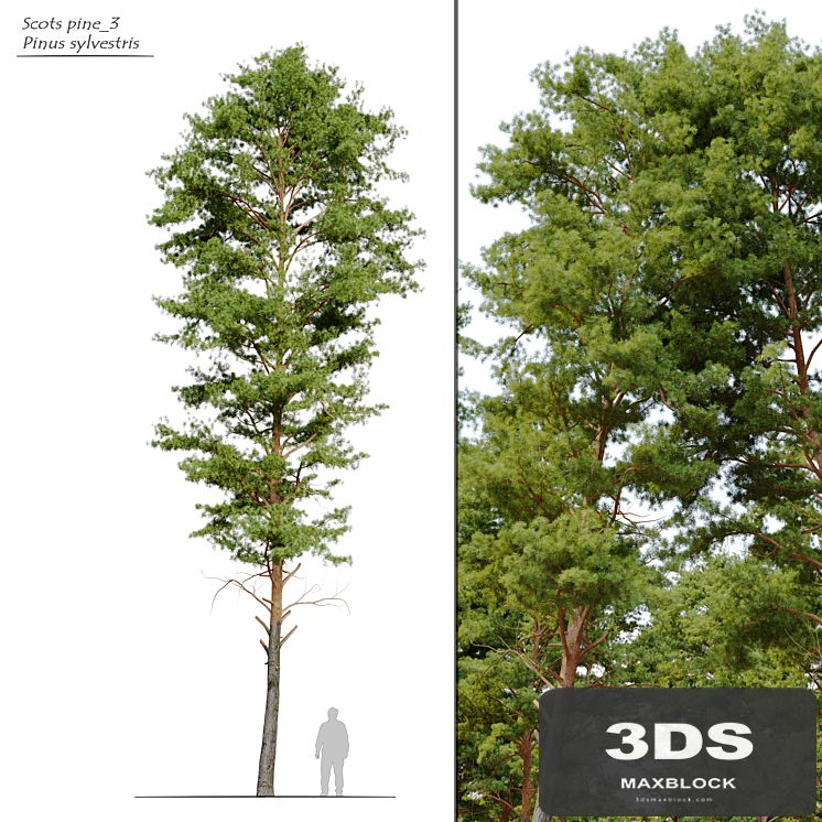Scots pine 3